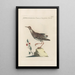 Ornithologia methodice digesta Pl447 - Saverio Manetti — ingelijst kunstwerk aan de muur