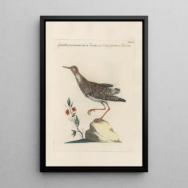 Saverio Manetti - Ornithologia methodice digesta Pl447.webp