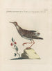 Ornithologia methodice digesta Pl447 - Saverio Manetti — weergave van het kunstwerk