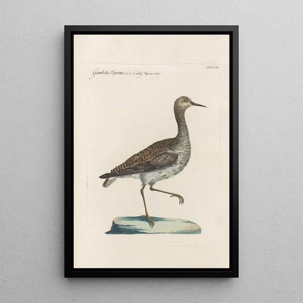 Saverio Manetti - Ornithologia methodice digesta Pl450.webp