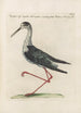 Ornithologia methodice digesta Pl452 - Saverio Manetti — weergave van het kunstwerk