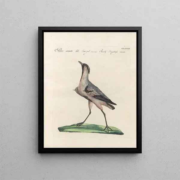 Saverio Manetti - Ornithologia methodice digesta Pl460.webp