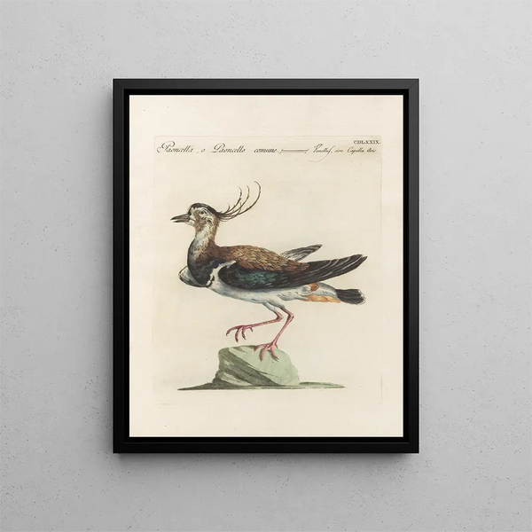 Saverio Manetti - Ornithologia methodice digesta Pl461.webp