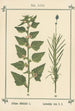 Atlas des plantes pour Ma cure d'eau Pl02 - Sebastian Kneipp — artwork view