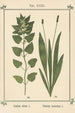 Atlas des plantes pour Ma cure d'eau Pl03 - Sebastian Kneipp — artwork view