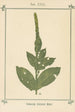 Atlas of plants for My water cure Pl09 - Sebastian Kneipp — artwork view