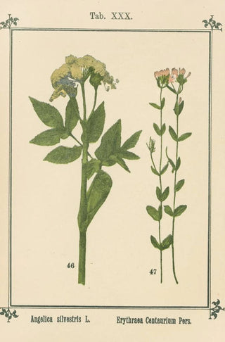 Sebastian Kneipp - Plantatlas to My watercure Pl10.webp