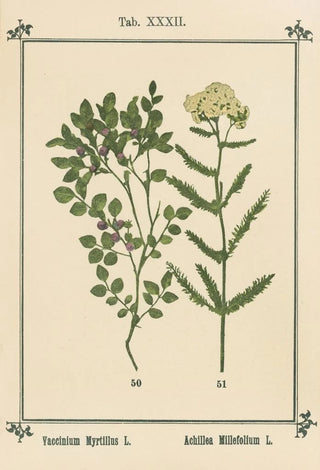 Sebastian Kneipp - Plantatlas to My watercure Pl12.webp