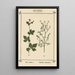Atlas of Plants for My Water Cure Pl14 - Sebastian Kneipp — framed artwork on a wall