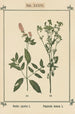 Atlas des plantes pour Ma cure d'eau Pl16 - Sebastian Kneipp — artwork view