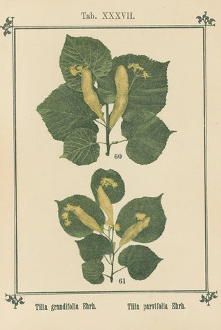 Sebastian Kneipp - Plantatlas to My watercure Pl17.webp