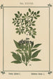 Atlas des plantes pour Ma cure d'eau Pl18 - Sebastian Kneipp — artwork view