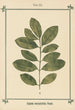 Atlas des plantes pour Ma cure d'eau Pl23 - Sebastian Kneipp — artwork view