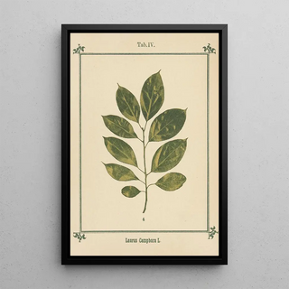 Sebastian Kneipp - Plantatlas to My watercure Pl24.webp