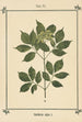 Atlas des planten voor Ma cure d'eau Pl26 - Sebastian Kneipp — weergave van het kunstwerk