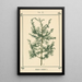 Atlas des plantes pour Ma cure d'eau Pl29 - Sebastian Kneipp — framed artwork on a wall