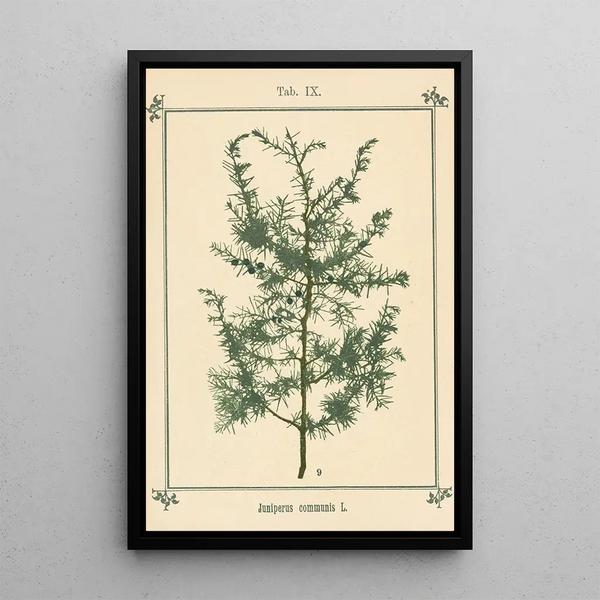 Sebastian Kneipp - Plantatlas to My watercure Pl29.webp