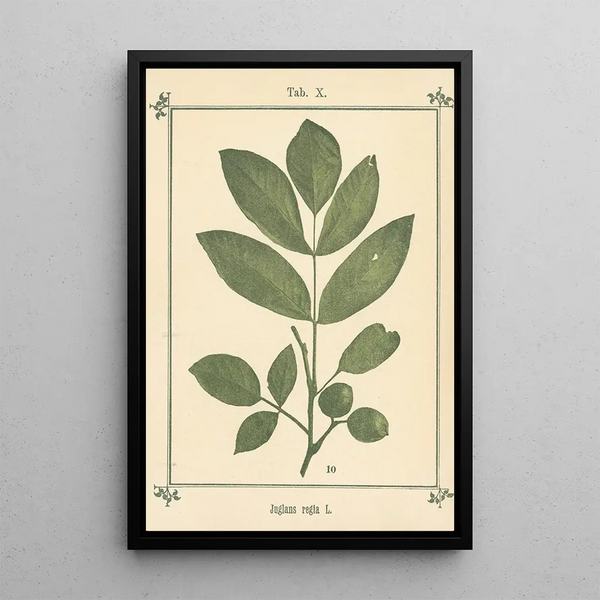Sebastian Kneipp - Plantatlas to My watercure Pl30.webp
