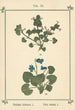 Atlas des planten voor Ma cure d'eau Pl31 - Sebastian Kneipp — weergave van het kunstwerk