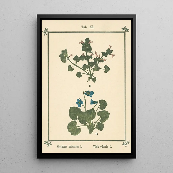 Sebastian Kneipp - Plantatlas to My watercure Pl31.webp