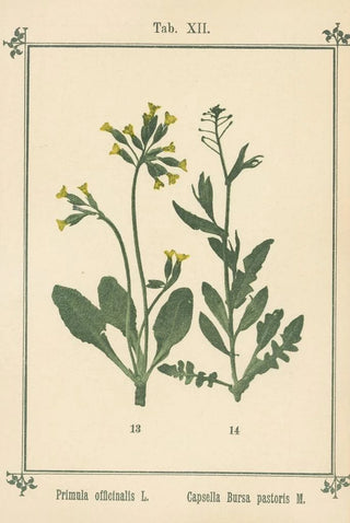 Sebastian Kneipp - Plantatlas to My watercure Pl32.webp
