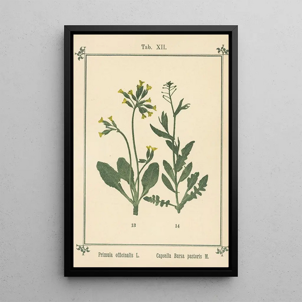 Sebastian Kneipp - Plantatlas to My watercure Pl32.webp