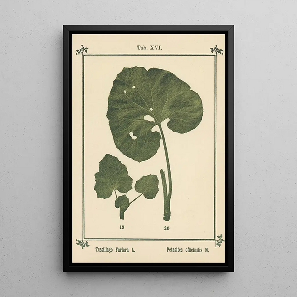 Sebastian Kneipp - Plantatlas to My watercure Pl35.webp