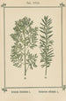 Atlas des planten voor Ma cure d'eau Pl37 - Sebastian Kneipp — weergave van het kunstwerk