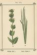 Atlas des planten voor Ma cure d'eau Pl38 - Sebastian Kneipp — weergave van het kunstwerk