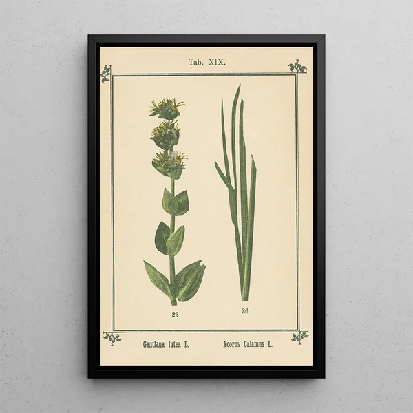 Sebastian Kneipp - Plantatlas to My watercure Pl38.webp