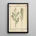 Atlas des planten voor Ma cure d'eau Pl39 - Sebastian Kneipp — ingelijst kunstwerk aan de muur