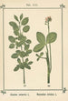 Atlas des planten voor Ma cure d'eau Pl40 - Sebastian Kneipp — weergave van het kunstwerk