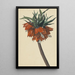 Fritillaria imperialis - Sebastian Wegmayr — ingelijst kunstwerk aan de muur