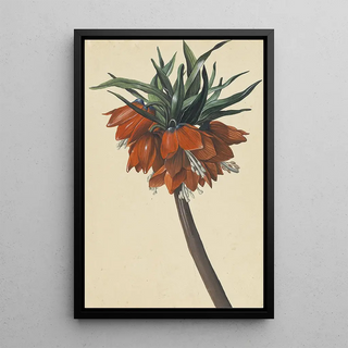 Sebastian Wegmayr - Frittelaria imperialis.webp