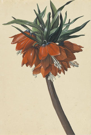 Sebastian Wegmayr - Frittelaria imperialis.webp