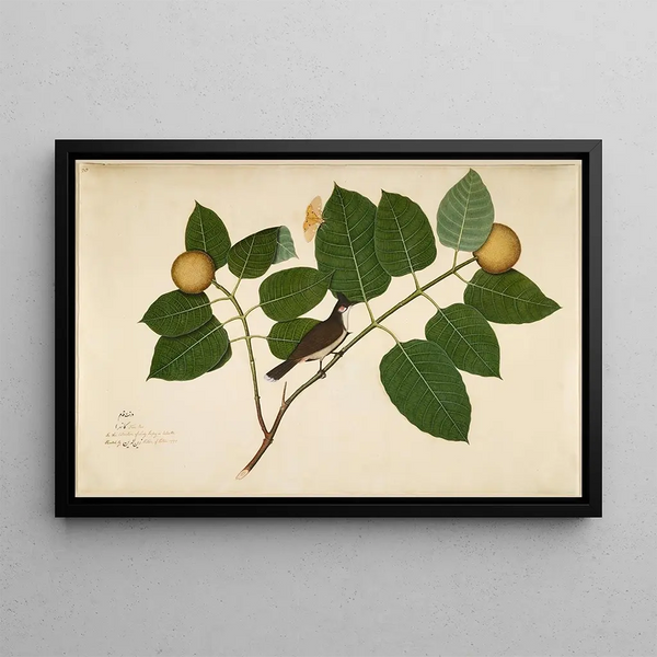 Sheikh Zain alDin - Redwhiskered Bulbul and Aganais Ficus Moth on Kadamba Branch.webp