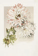 Chrysanthèmes - Sidney Thomas Callowhill — weergave van het kunstwerk