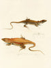 Acanthodactylus capensis - Sir Andrew Smith — weergave van het kunstwerk