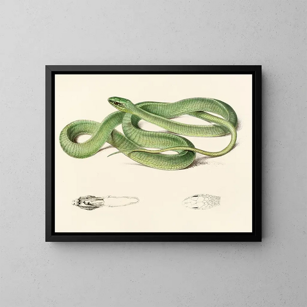 Bucéphale groen - Sir Andrew Smith — ingelijst kunstwerk aan de muur