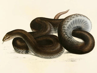 Sir Andrew Smith - Coluber Canus.webp