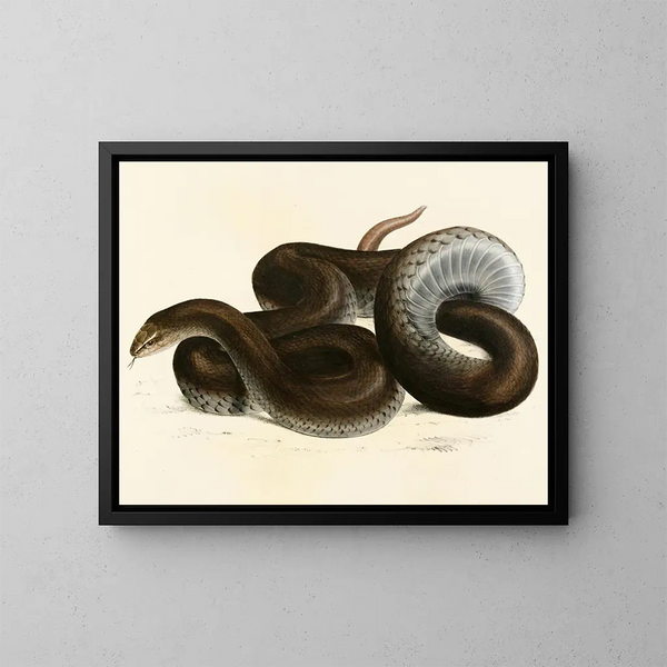 Grijze adder - Sir Andrew Smith — ingelijst kunstwerk aan de muur