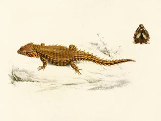 Cordyle à carapace - Sir Andrew Smith — weergave van het kunstwerk