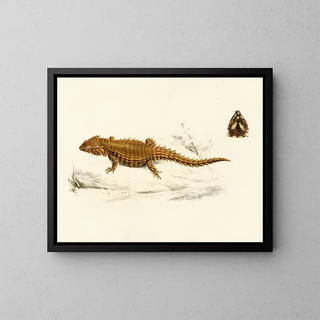 Cordyle à carapace - Sir Andrew Smith — ingelijst kunstwerk aan de muur