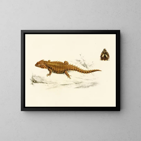 Cordyle à carapace - Sir Andrew Smith — ingelijst kunstwerk aan de muur