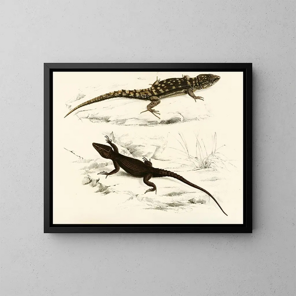 Cordyle fascié Cordyle de Capdenais - Sir Andrew Smith — ingelijst kunstwerk aan de muur