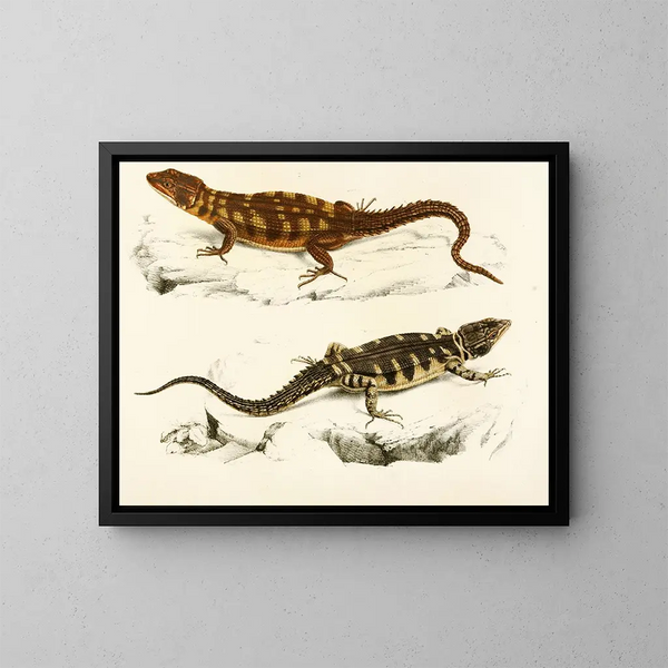 Cordyle met kleine schubben - Sir Andrew Smith — ingelijst kunstwerk aan de muur