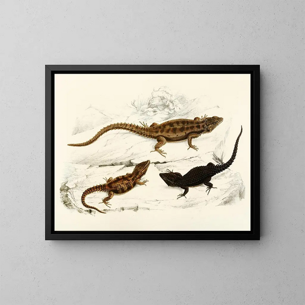 Cordylus polyzonus Cordylus griseus var. - Sir Andrew Smith — ingelijst kunstwerk aan de muur