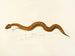 Enchida inornata - Sir Andrew Smith — weergave van het kunstwerk