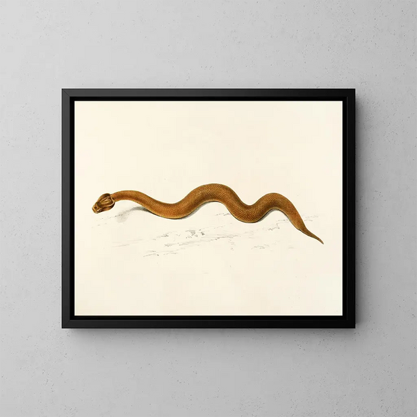 Enchida inornata - Sir Andrew Smith — ingelijst kunstwerk aan de muur