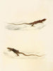 Eremias laticeps Eremias lugubris - Sir Andrew Smith — weergave van het kunstwerk